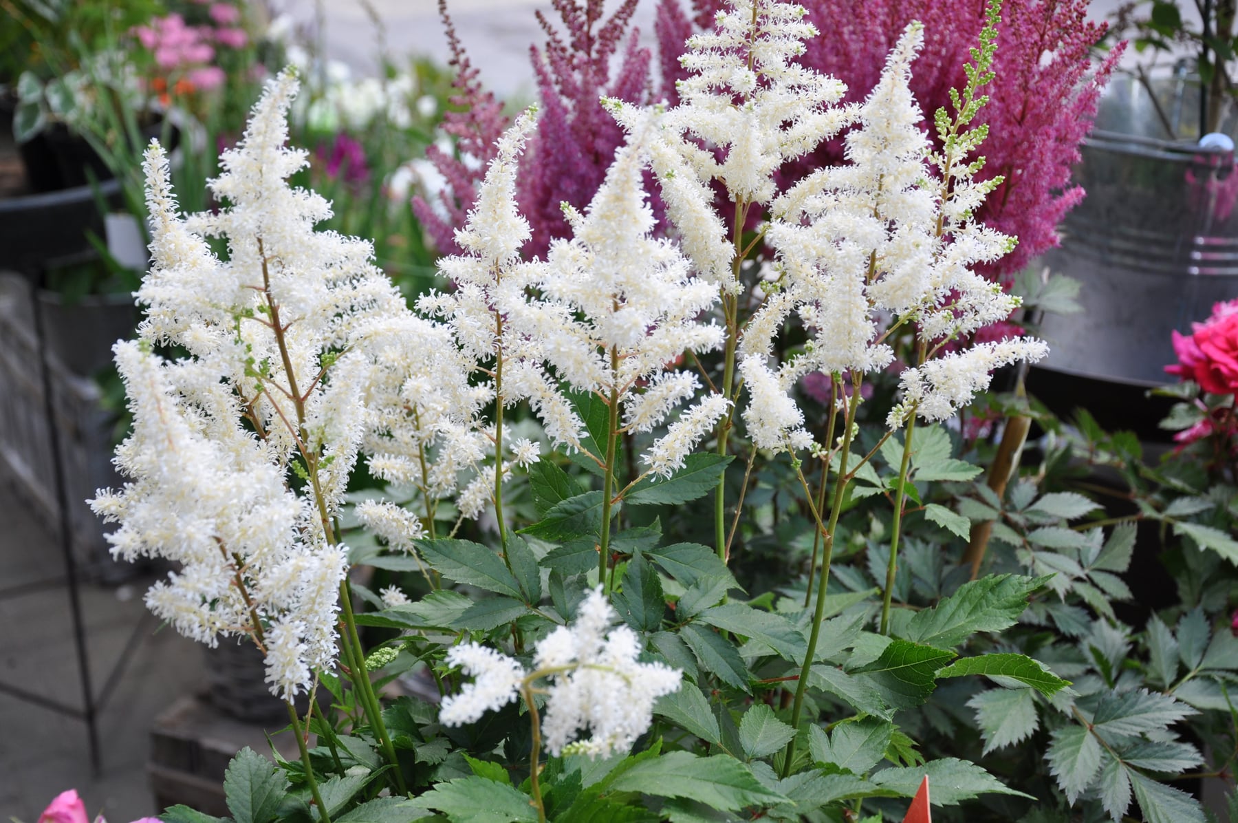 Astilben im Gartencenter