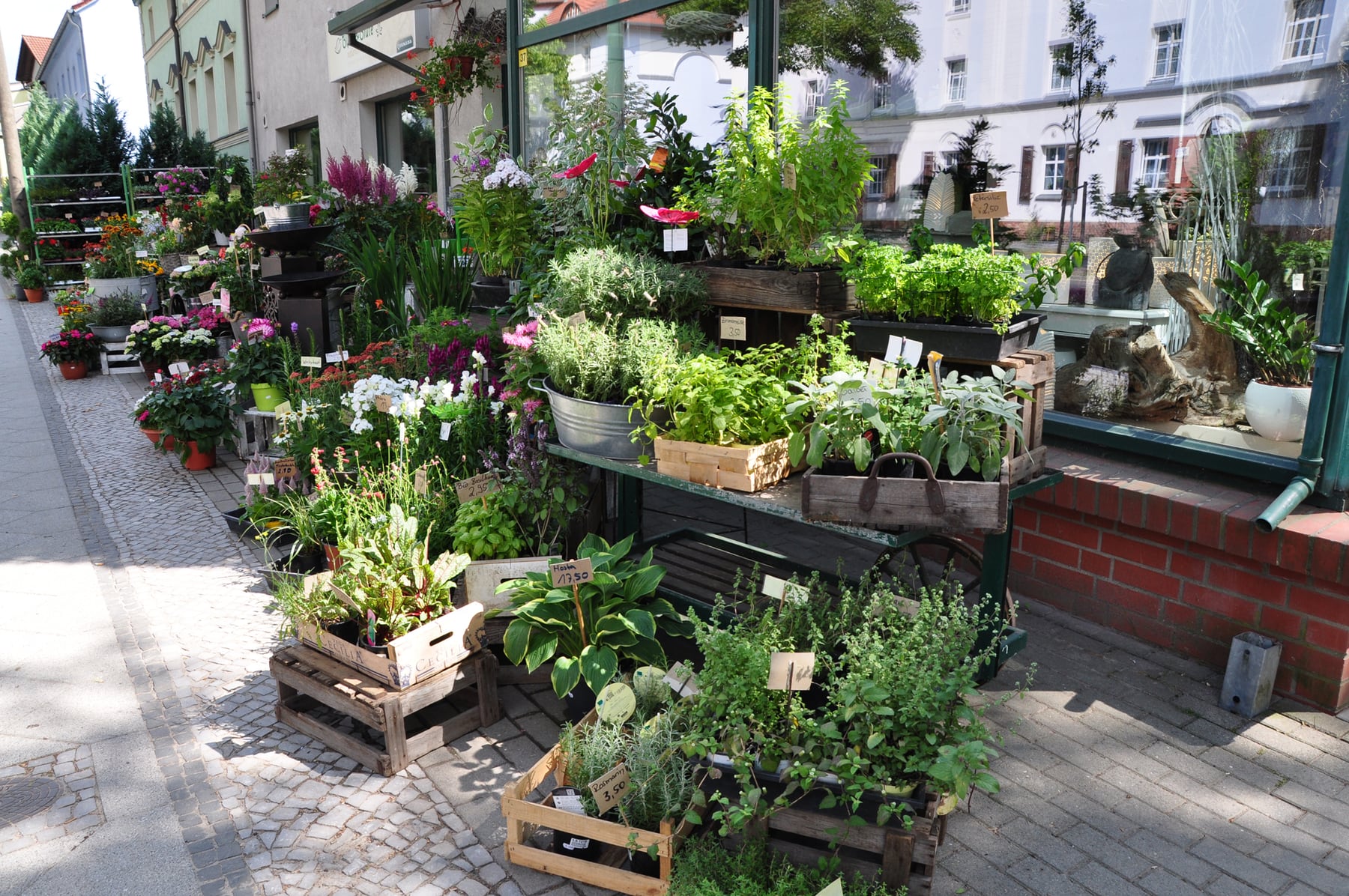 Gartencenter Blatt & Blüte mit Topfpflanzen in Eberswalde